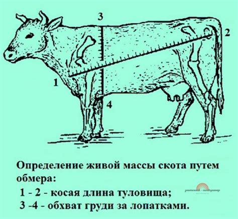 Почему важно определить упитанность животных