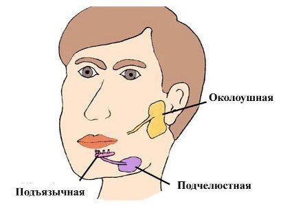 Почему важно проверять слюнные железы?