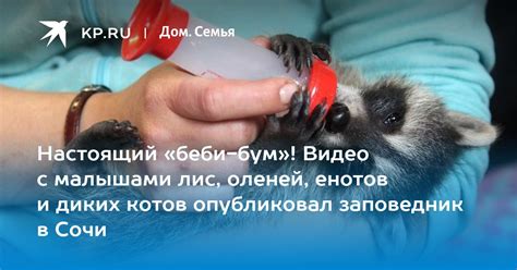 Почему использование беби лис может быть полезно