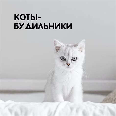 Почему котята мяукают