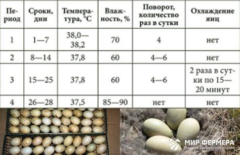 Правила инкубации