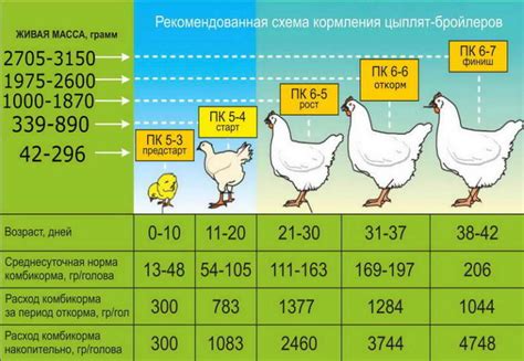 Правила кормления и поения цыплят бройлеров