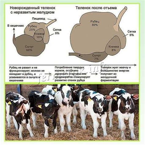 Правила кормления и смены грунта