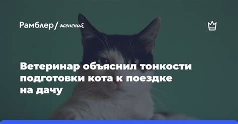 Правила подготовки кота к поездке