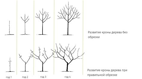 Правильная обрезка и формирование хорамны