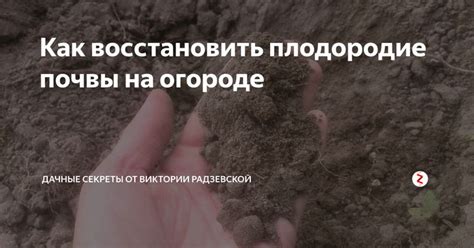 Практический опыт восстановления почвы на огороде