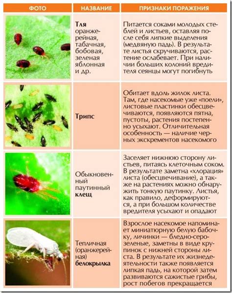 Предупреждение и борьба с вредителями