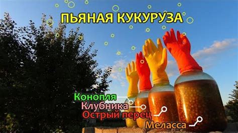 Приготовление пьяной кукурузы на сазана для рыбалки