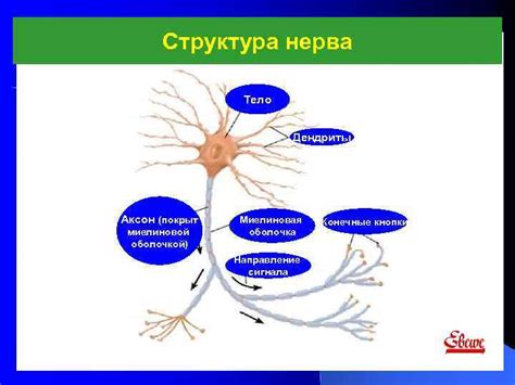 Признаки проблем с миелиновой оболочкой нерва