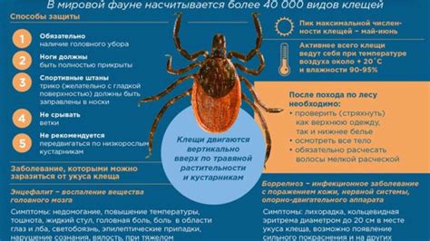 Признаки энцефалитного клеща