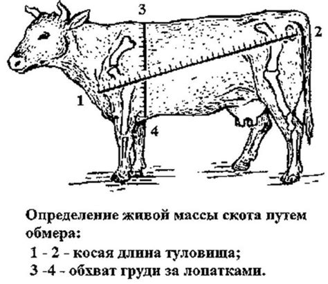 Применение биометрических данных для определения массы быка