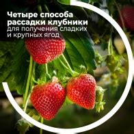 Применение определенных сортов для получения крупных ягод