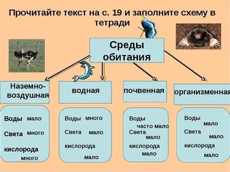 Примеры синквейнов по биологии 5 класс по теме