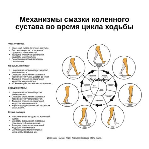 Принципы движения и механизмы ходьбы