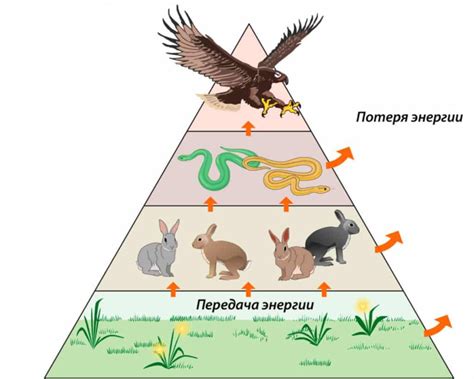 Принципы пищевой цепи