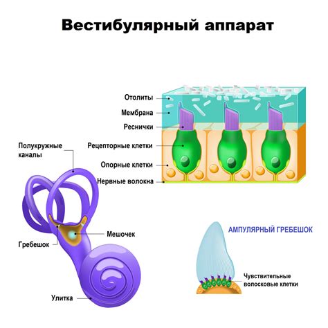 Принципы работы вестибулярного аппарата