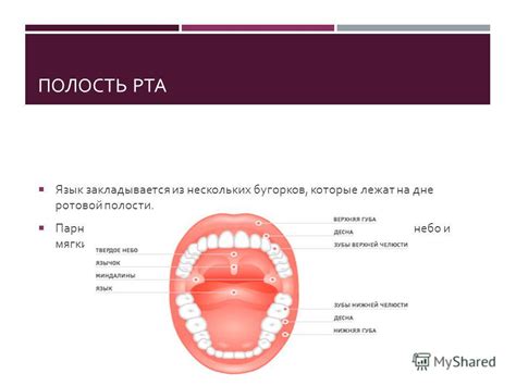 Принципы работы ротовой части лица