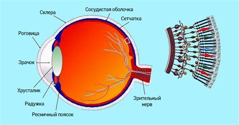 Принцип работы сканирования сетчатки глаза