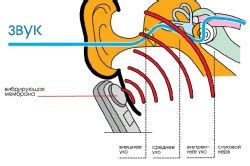 Принцип работы уха
