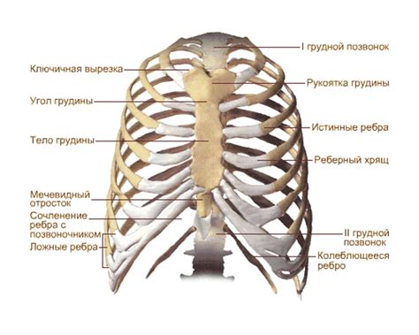 Проведение основной части работы: связывание ребра и тела листика