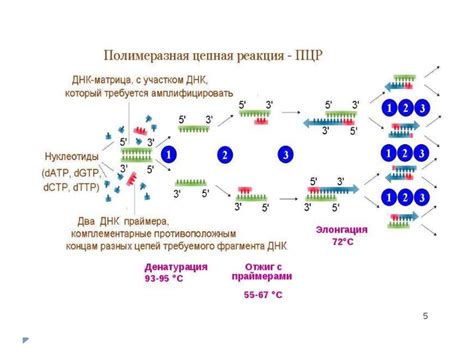 Проведение полимеразной цепной реакции