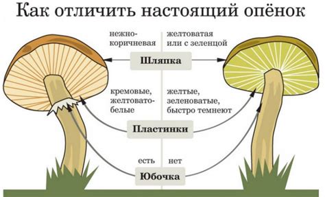 Проверенные методы определения настоящих опят: