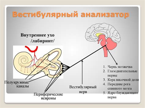 Проверка вестибулярного аппарата взрослого дома