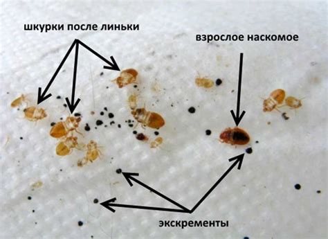 Проверка наличия клопов с помощью белой простыни