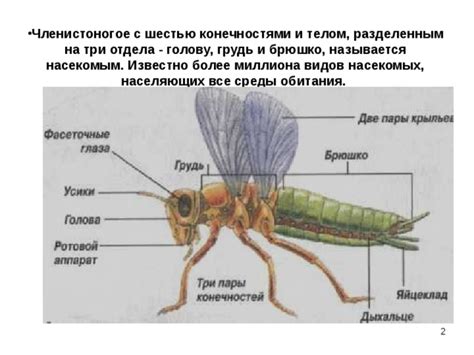 Продолжите с телом и конечностями