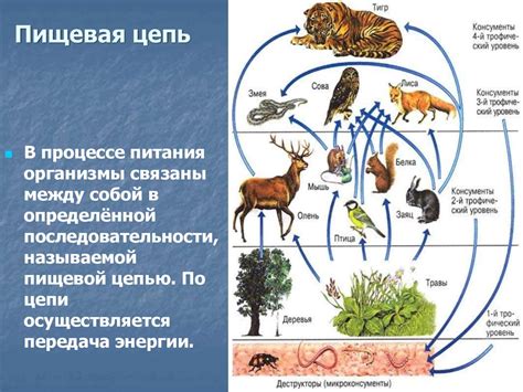 Продуценты в примере пищевой цепи