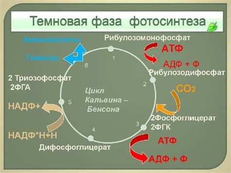 Происхождение глюкозы