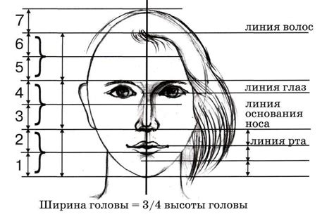 Пропорции в рисунке: основные правила