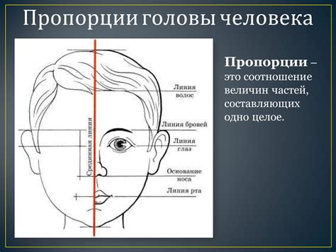 Пропорции головы