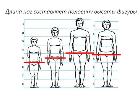 Пропорции и детали ног