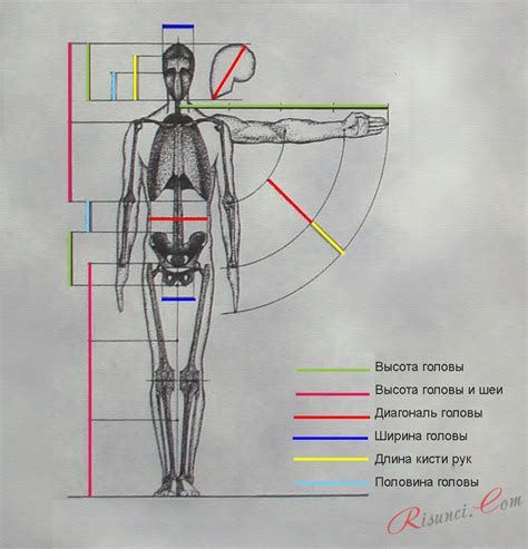 Пропорции тела и головы