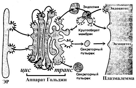 Простые способы рисования аппарата Гольджи