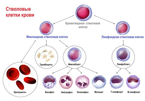 Профилактика лейкемии