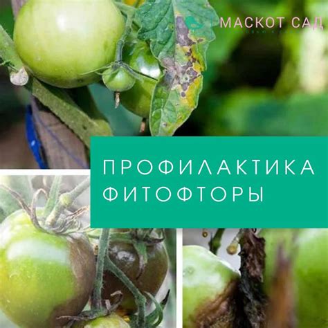 Профилактика фитофторы на картошке