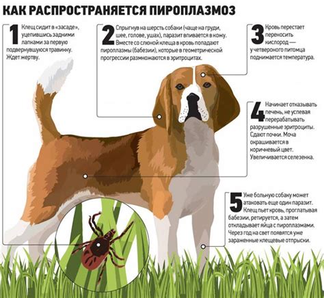 Профилактические меры против укусов клещей у собаки