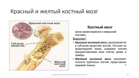 Процедура сдачи костного мозга