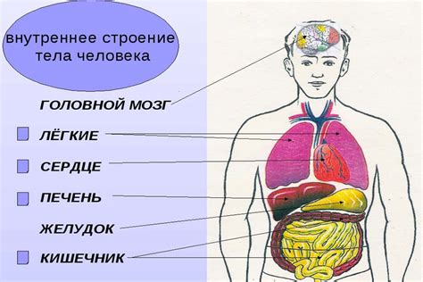 Процессы внутри организма человека