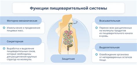 Процесс переваривания пищи в желудке