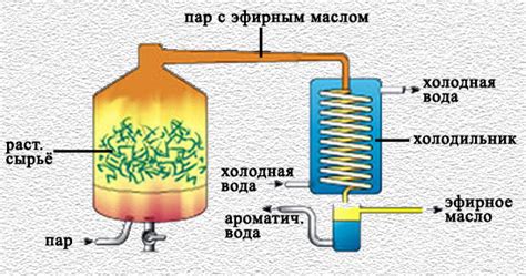 Процесс получения эфирного масла розы: шаг за шагом