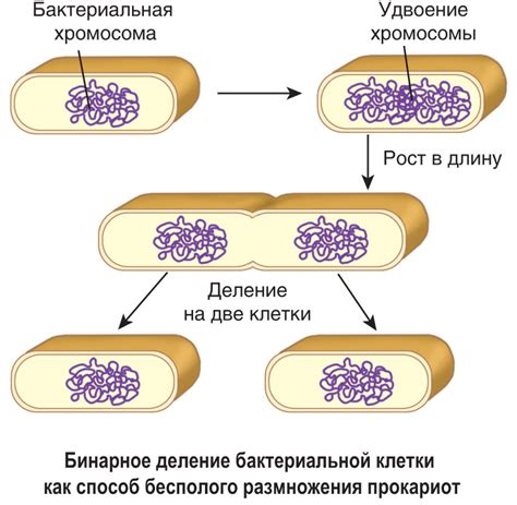 Процесс размножения