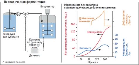 Процесс ферментации и его значение для теста