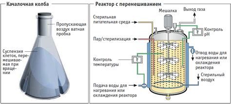 Процесс ферментации раствора коровяка