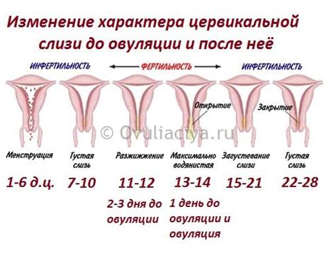 Психологические изменения во время овуляции