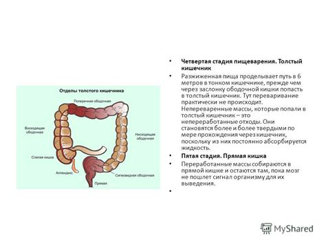 Путь через кишечник: эффективность клизм и влияние пищи на процесс очищения