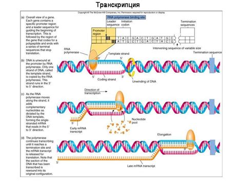 Пятое этап зикра: завершение повторения