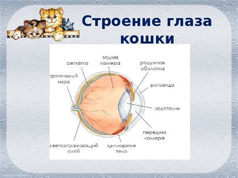 Работа глаза кошки